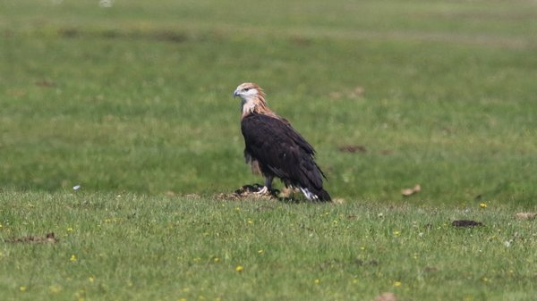 Pallas\'s fish eagle